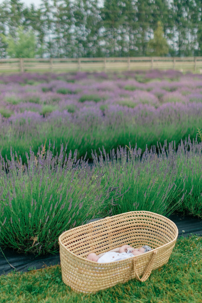 fergus-lavender-family-session