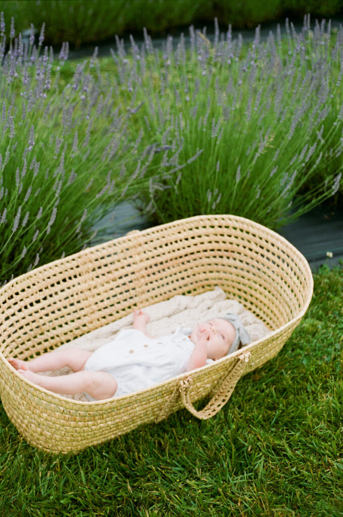 fergus-lavender-family-session